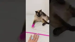 My Siamese cat Libby is so picky about her toys #siamesecat   #catplay