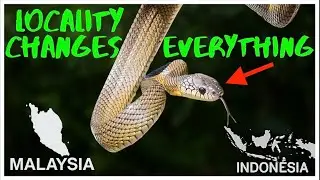 Rare Snake Series Ep 3: Why Locality Matters-The Snakes That Change Everything