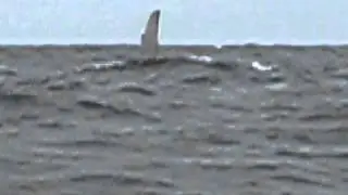 Humpback Whales near Isla de la Plata, Ecuador
