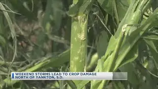 Weekend Storms Cause Crop Damage in South Dakota, 6-26-23