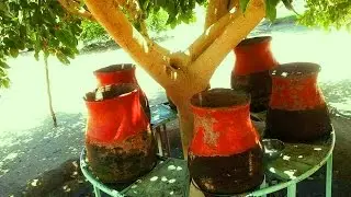 رطانه نوبية  . من كــيرو
