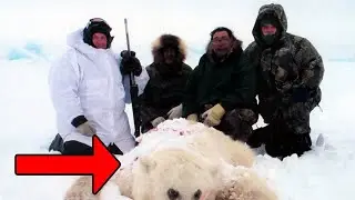 Man Spots A Strange Animal In The Polar Region,Later Discovers The Reason Behind Its Unusual Origin