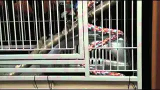 Жако Чупа 2.mp4