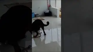 ##hyderabad #dog #dogs #doglover #dogshorts #dosti #download