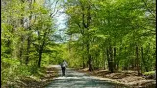 Dentro il Bosco - Mister GM #music #original #song