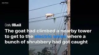 Moment goat balances on a power line to reach shrubbery snack