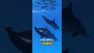 Dolphin Facts That&rsquo;ll Make You Smile 🐬 Smartest Swimmers in 55 Seconds! #dolphin #dolphins #animals