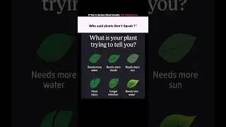 What is your plant trying to tell you? #viralshorts #motivation #successmindset #mindset