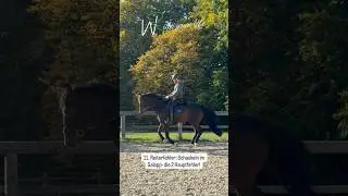 11. Reiterfehler: Schaukeln im Galopp- die 2 Hauptfehler! Pferde korrekt reiten lernen!