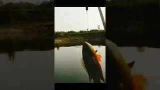 Climbing Perch Fish || Hook Fishing