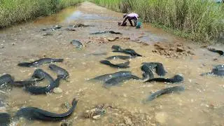 Massive Catfish Harvest After Flood &ndash; Real Village Fishing Life