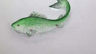 short# very easy 3d fish drawing by colour pencils #shorts