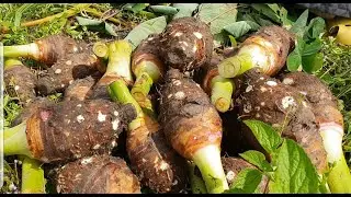 Growing taro root plants in my garden / planting taro organically in my garden