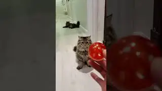 #cat vs #ball #playing #cats #cute #petcat #catlover #shorts #viral #trending #video