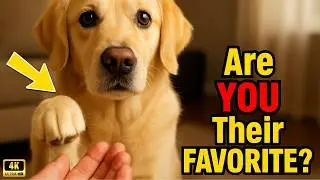 5 Things That Dogs Do ONLY for Their Favorite Humans They LOVE the Most!