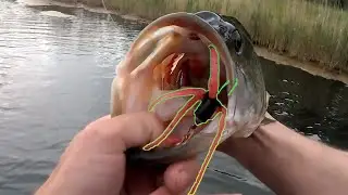 How to use the Delong Lure's SQUIRM!