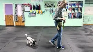 Sophie -Wait Practice, Info & Tips for Success. 3Ds of Training (duration, distances & distractions)