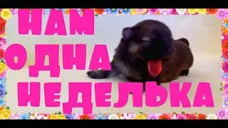 Щенки шпица.Нам 1 неделя.