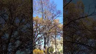 Whispers of Autumn 🍂 | Cinematic Love Letter to Nature&rsquo;s Golden Season 🌅❤️ 2 noiembrie 2025