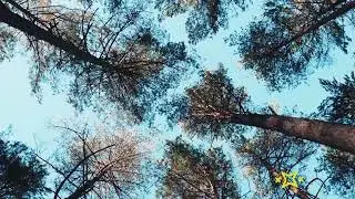 🌸 Transformative Guided Meditation for Mindfulness | MySerenify | AI meditation generator, AI