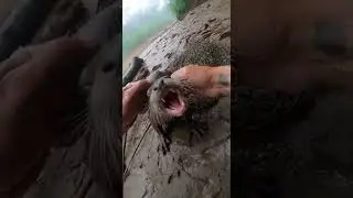 POV Immediate Danger River Otter Pack Ambush