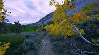 Golden Autumn Leaves | Bishop Creek Middle Fork in Ultra 4K