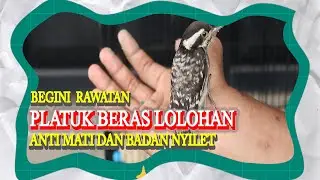CARA MELOLOH ANAKAN BURUNG PELATUK BERAS| TIPS LENGKAP MERAWAT PELATUK SAMPIT/ PELATUK BERAS