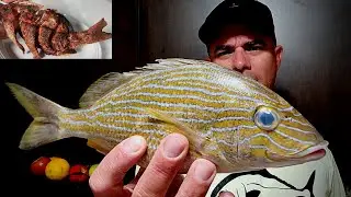 LOS RONCOS (GRUNTS) SERAN BUENOS DE COMER? COMO COCINO LOS RONCOS!