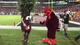 Orange Bowl Smackdown - Stanford Tree vs. Virginia Tech Hokie Bird