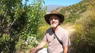 California Everlasting flowers with Lanny Kaufer