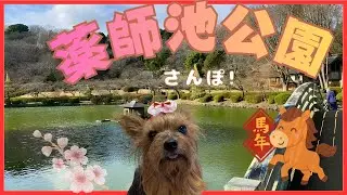 【60代70代の夫婦とヨーキー】2026年初散歩。町田・薬師池公園でたくさんのワン友さんに会えました