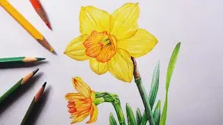 Daffodil flowers drawing with colour pencils | How to draw flower | Narcissus flower drawing
