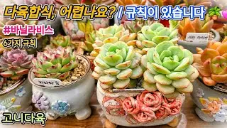 성공적인 다육이 합식을 위한 6가지 규칙 🪴💕 | #바닐라비스 합식 | #다육이 분갈이 #다육이 | #다육이합식 #다육이합식방법 #다육식물 #다육생활 #succulent 