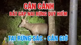 CẬN CẢNH NAI RỪNG XUẤT HIỆN TẠI KHU DỰ TRỮ RỪNG NG&Acirc;P MẶN CẦN GIỜ*M&ecirc; Vin Cần Giờ
