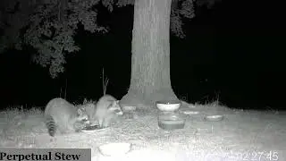 Nighttime Critters Western Maryland  - Skunks, Racoons, Cats & Opossums.