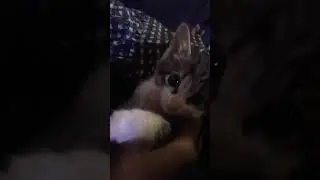 cat Ward...❤😍