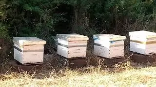 الانتباه لاسباب  تدهور خليات النحل 🐝🐝و تدمرها نهائيا مع نصائح لانقادها و تقويتها اواخر الربيع🐝🐝