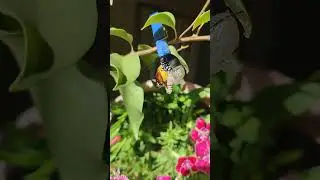 butterfly emerging from crysalis #redpierrot