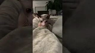 Scromie #sphinxcat on #kitty attack! Most #adorable attack mode #catvideos #rock