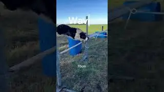 Who can jump bigger part #2 #viral #horse #jumping #cute #equestrian #dog
