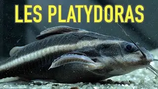 Les platydoras (Floraquatic)