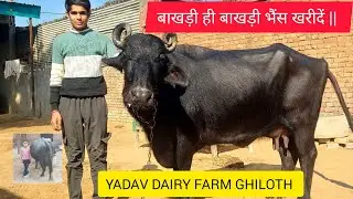 बाखड़ी ही बाखड़ी भैंस खरीदें || FOR SALE 2 BUFFALO || YADAV DAIRY FARM GHILOTH,behrod 