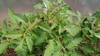 Tomato plants and signs of overwatering.