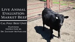 Live Animal Evaluation: Market Beef- Intro to Beef