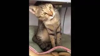 Den curious