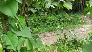 Ani rubber baganni bera raui muya phaio tei musuk habwi rubber chao.