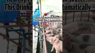 Pig Water Nipple Drinker &ndash; Clean Water, Zero Waste! 🐷💧 | Must-Have Farm Tool #shorts
