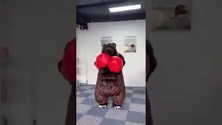 Grizzly Bear SPOTSOUND.CA Mascot Costume with Boxing Gloves Carnival Party Cosplay