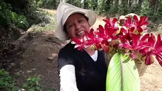 Curcuma Caesia.