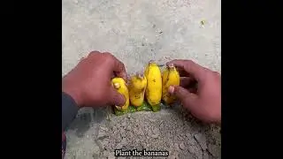 how banana grows  ,sida si fudo loo beero muuska